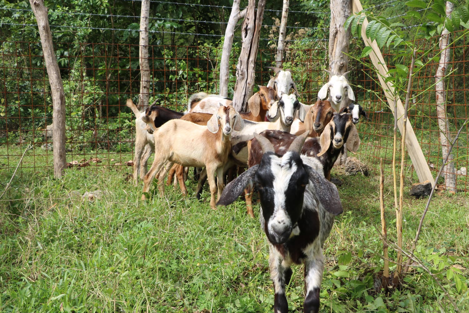 Grupo de cabras